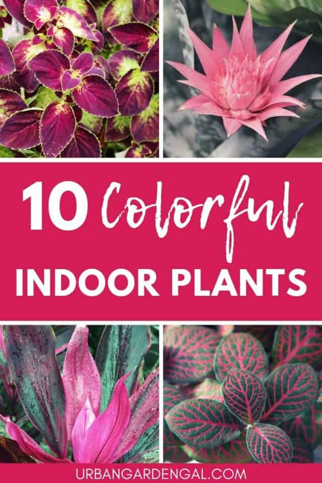 10 Colorful Houseplants - Urban Garden Gal