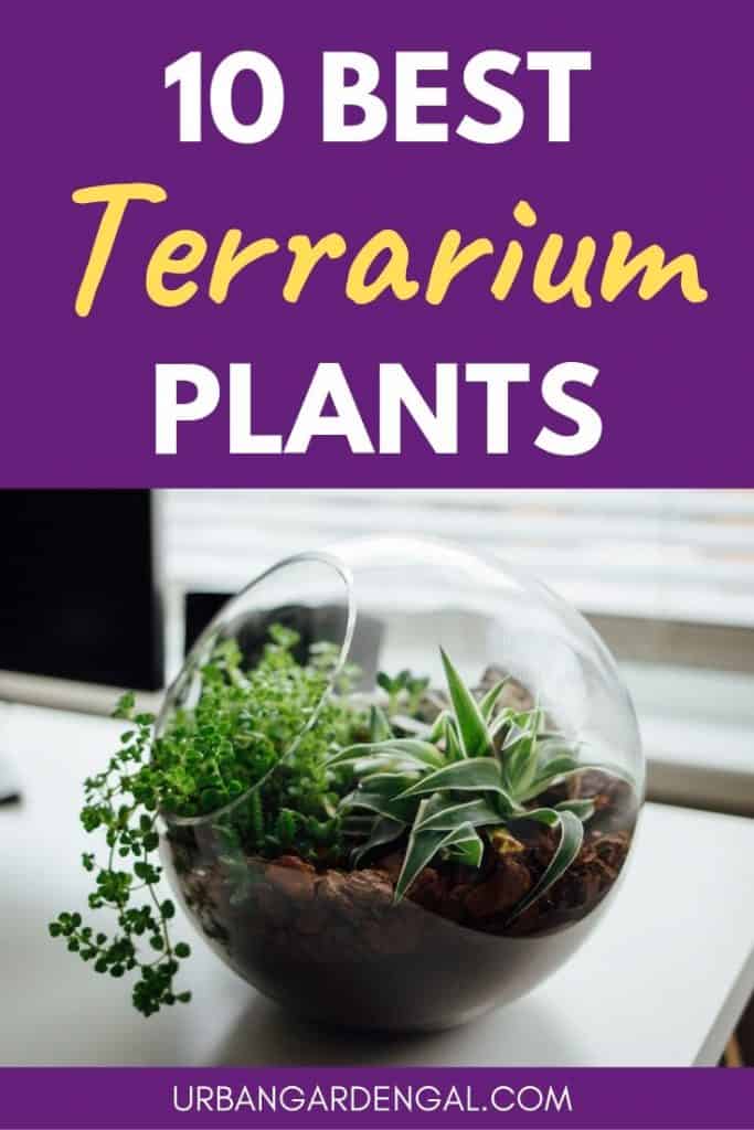 10 Best Terrarium Plants Urban Garden Gal