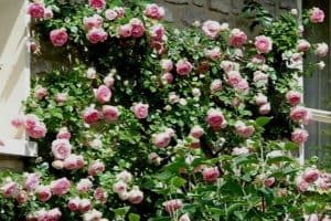 10 Beautiful Climbing Flower Vines - Urban Garden Gal