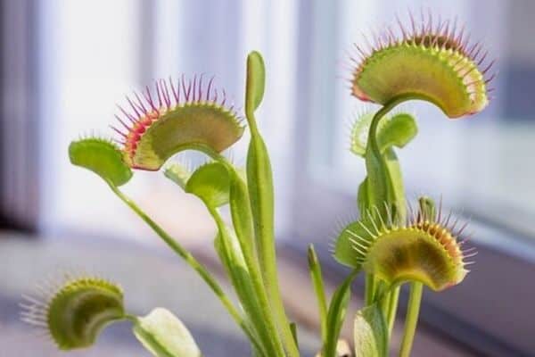 sundew plant eating fly