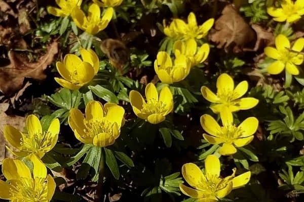 Growing winter aconites