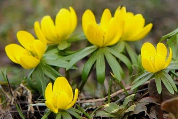 yellow flowers