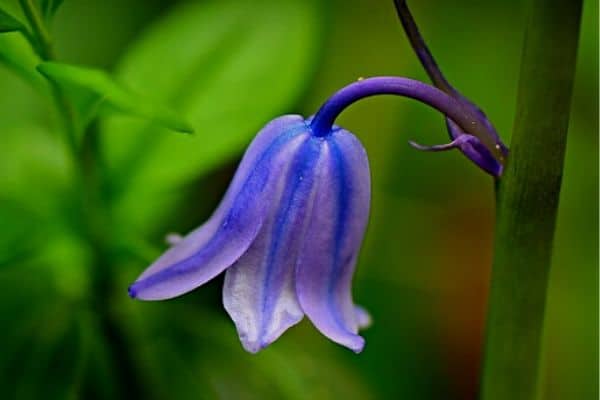 upside down bell shaped flower