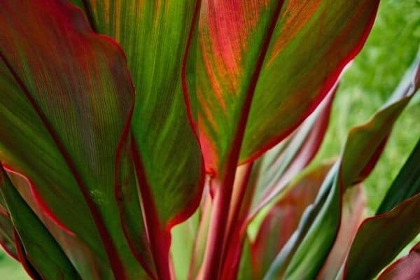 25+ Red Leaf Plant Identification - AnsarAndelka