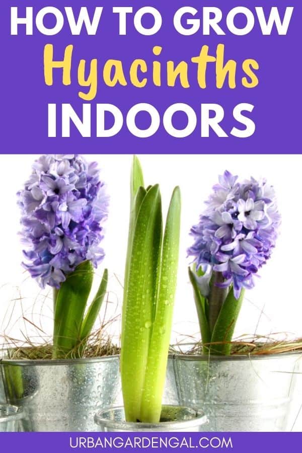 How To Grow Hyacinths Indoors | Urban Garden Gal