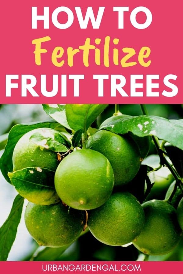 how to fertilize fruit trees