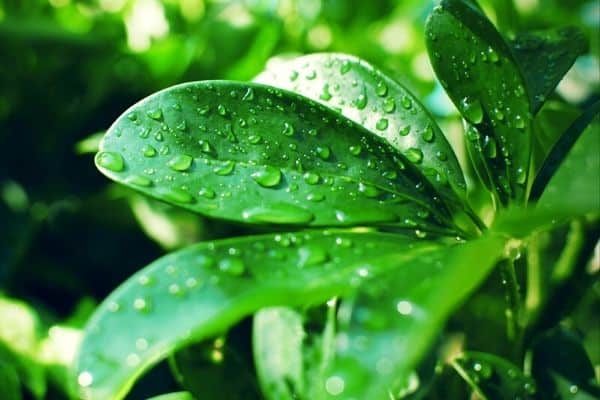 How to Water Umbrella Plants - Urban Garden Gal