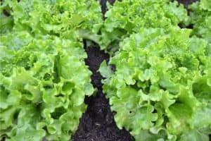 Lettuce Plant Spacing for Optimal Growth - Urban Garden Gal