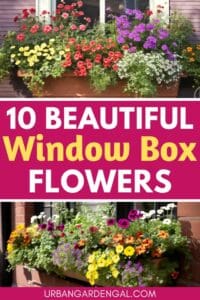 10 Best Flowers for Window Boxes - Urban Garden Gal