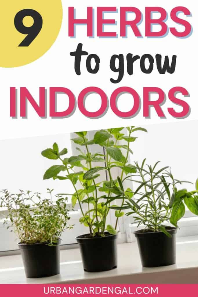 9 Best Herbs to Grow Indoors - Urban Garden Gal